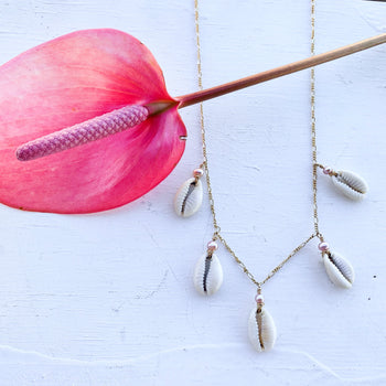 Cowrie Shell Collection