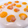 Sunrise Shells