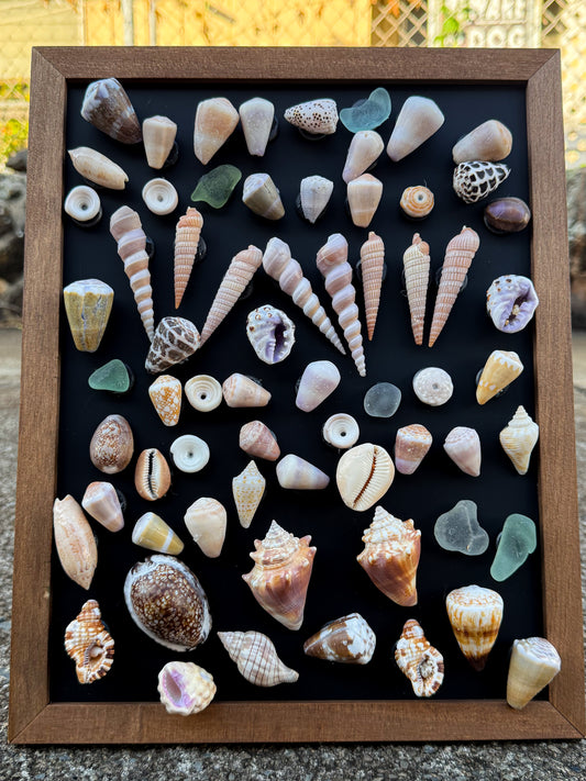 Shell Magnet