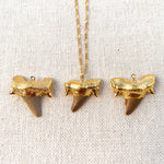 Shark Tooth Necklace